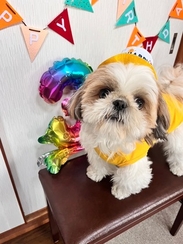愛犬ムギの誕生日
